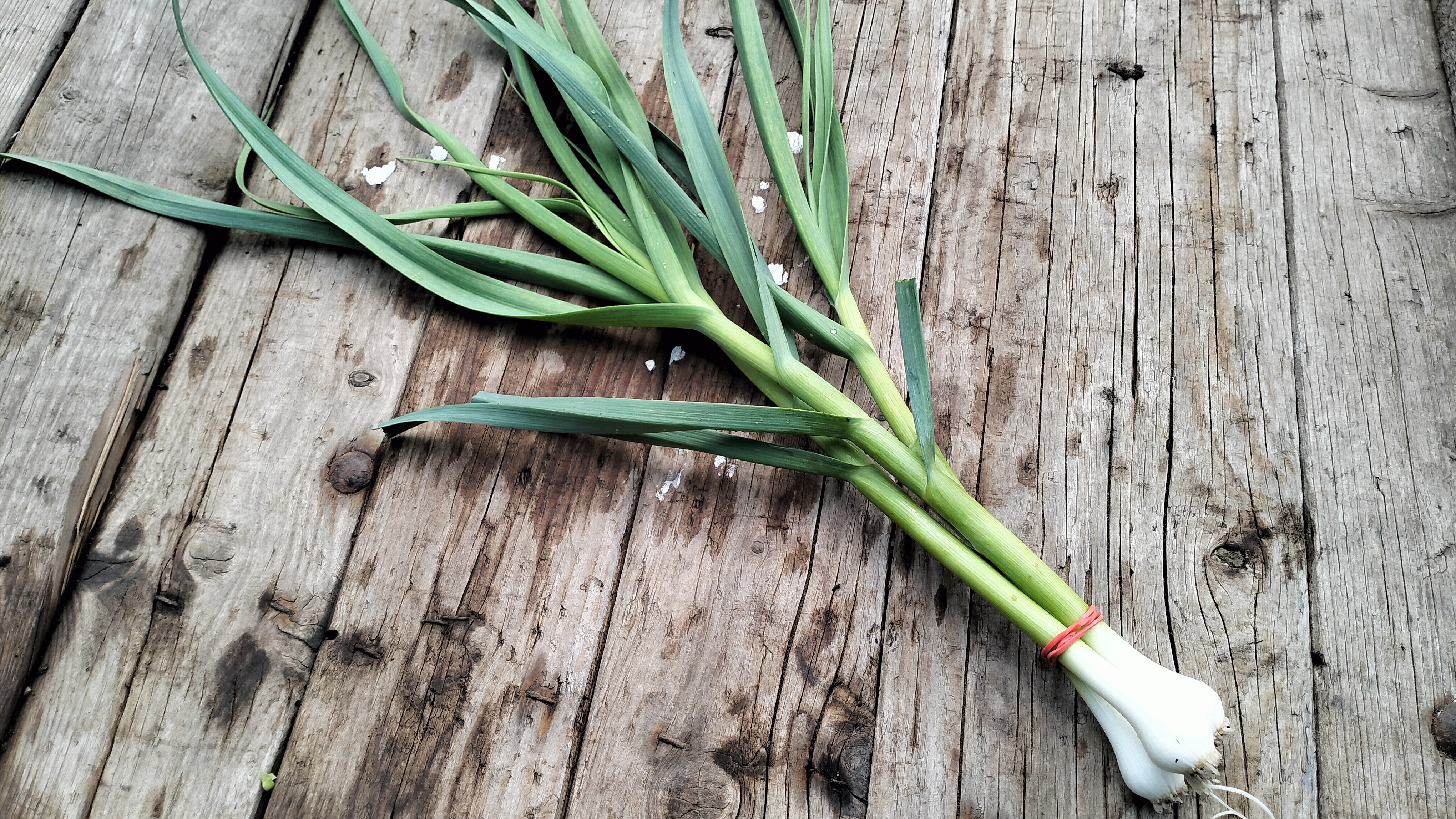 Junger Knoblauch
