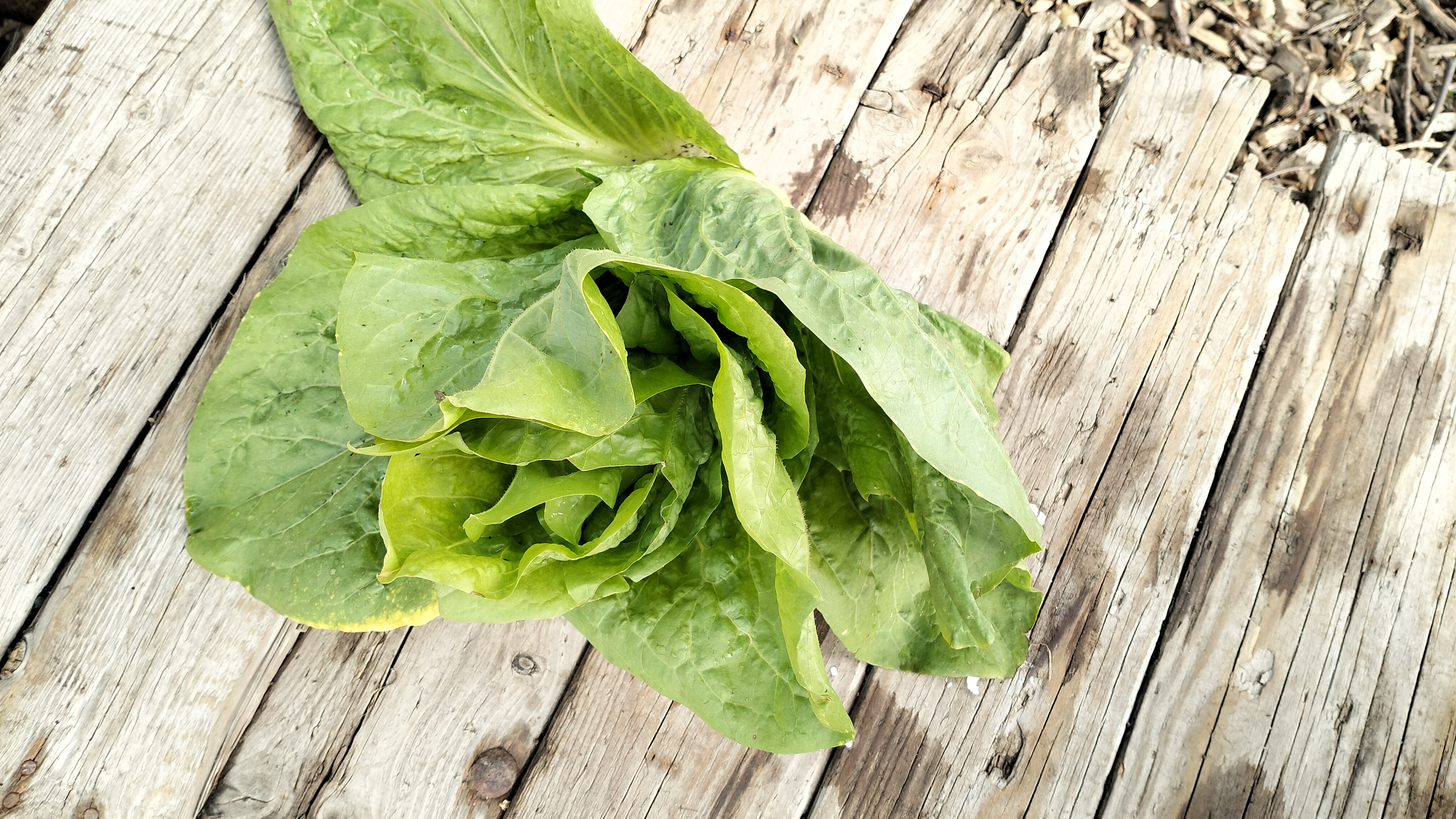 Salat "Zuckerhut" - bitter