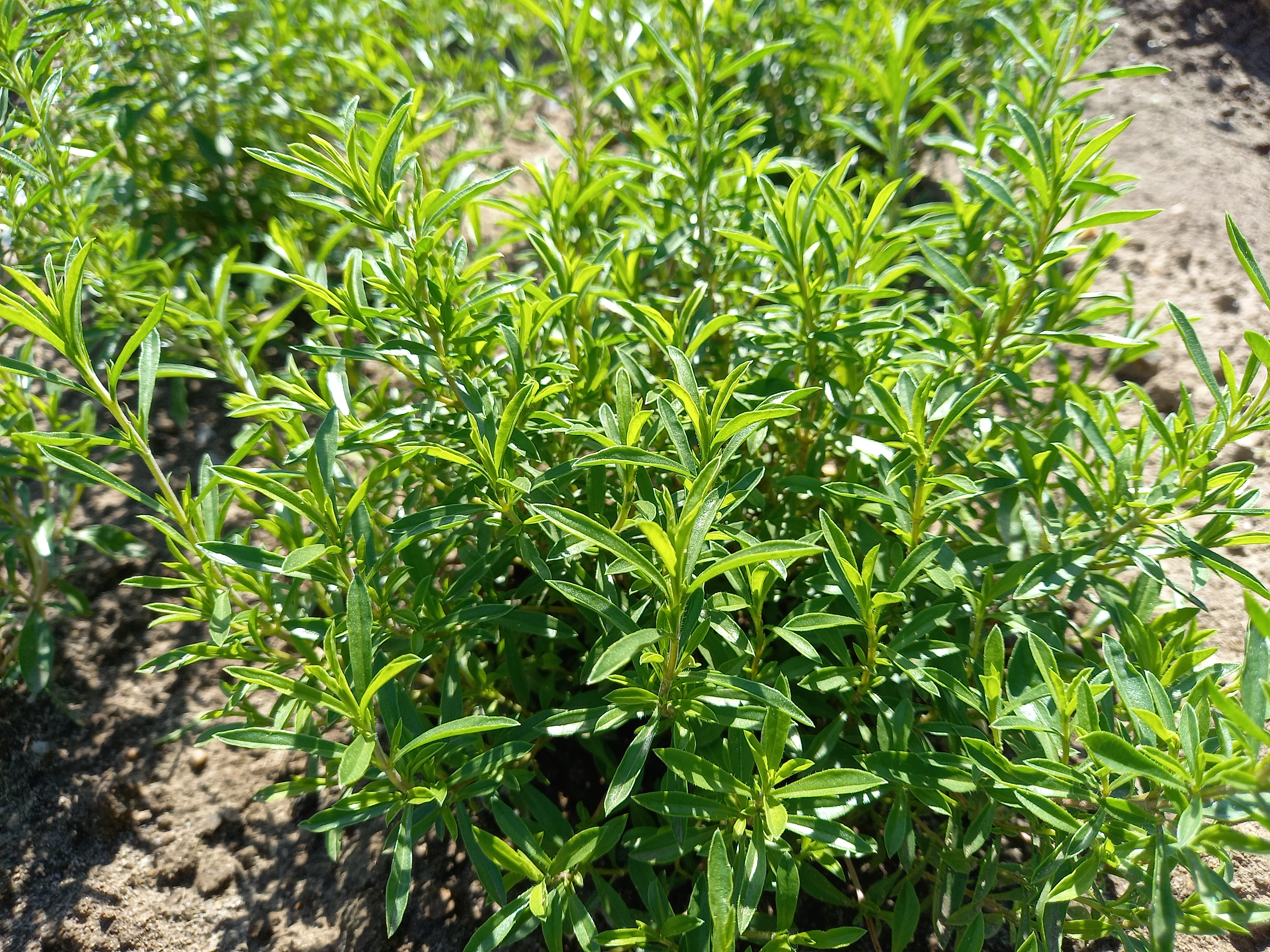 Berg-Bohnenkraut