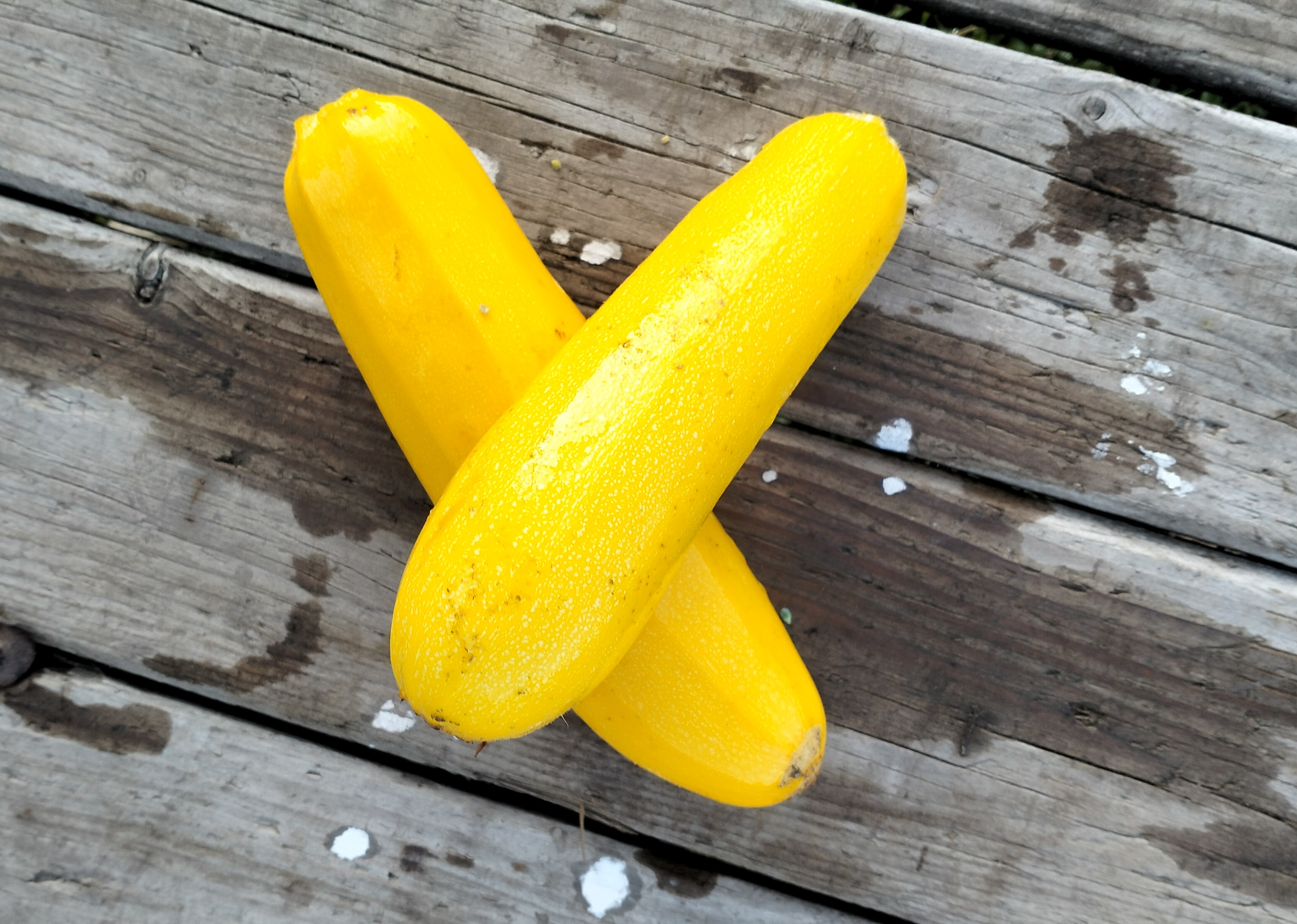 Gelbe Zucchini (nach Gewicht in 100g Schritten)