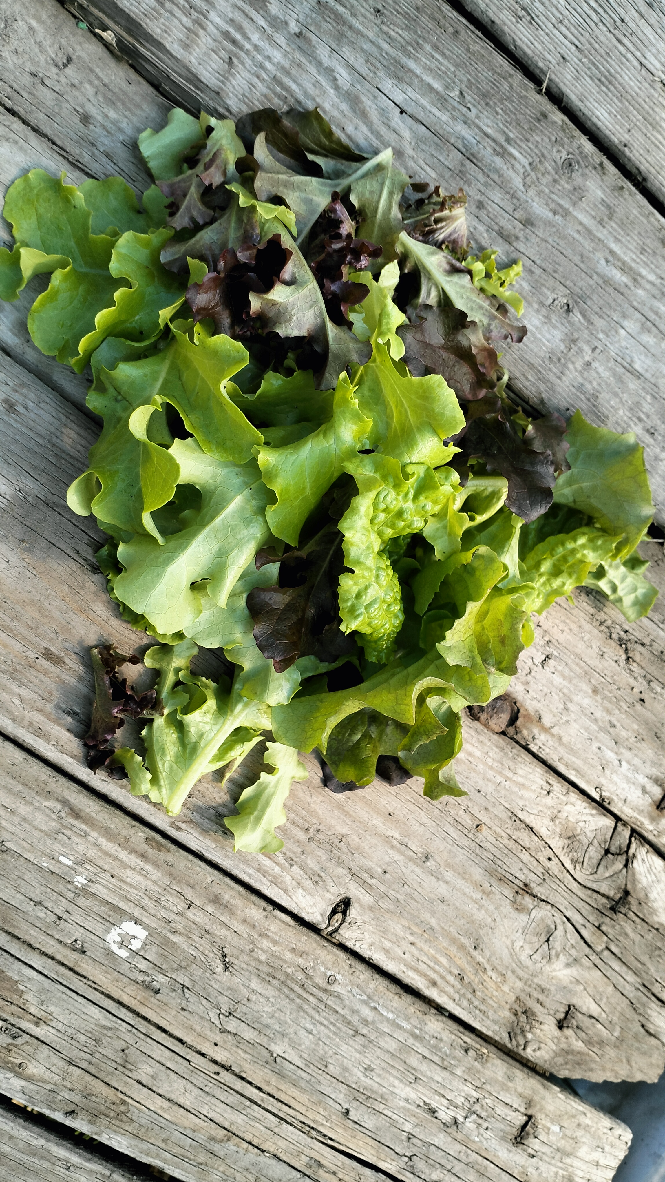 Schnittsalat