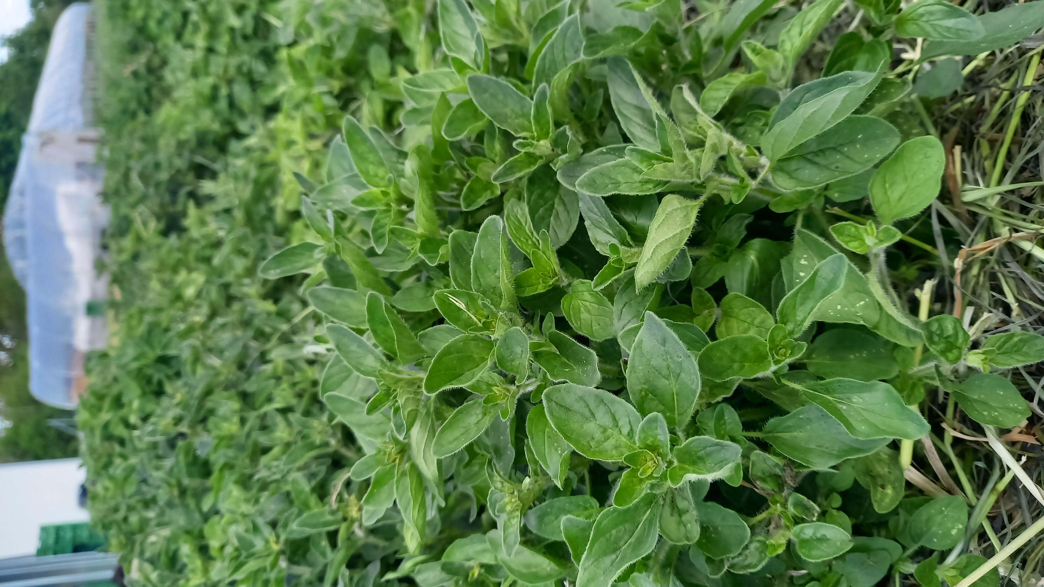 Junger Oregano