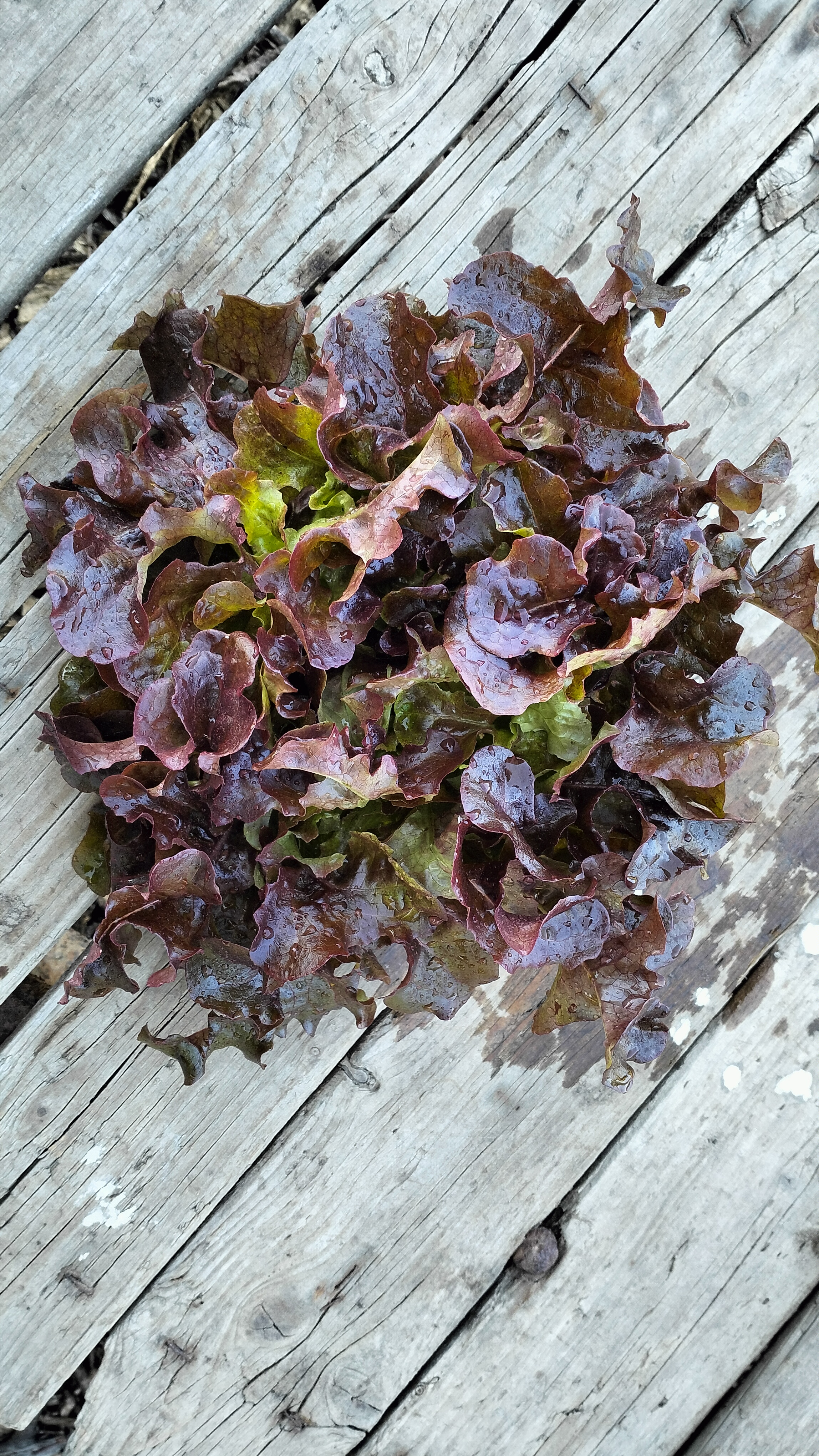 Kopfsalat "Rubinette"