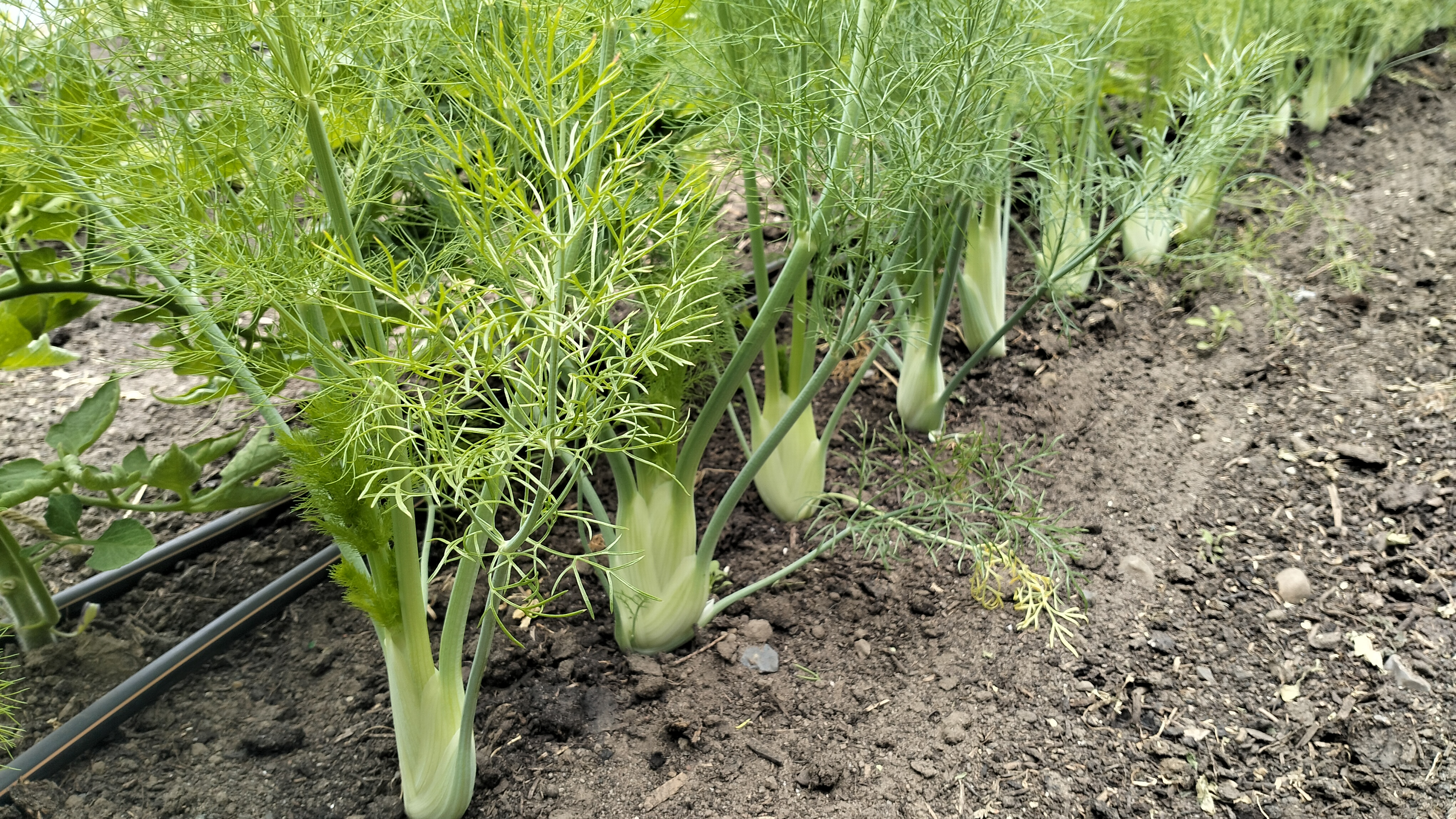 Kleiner Fenchel