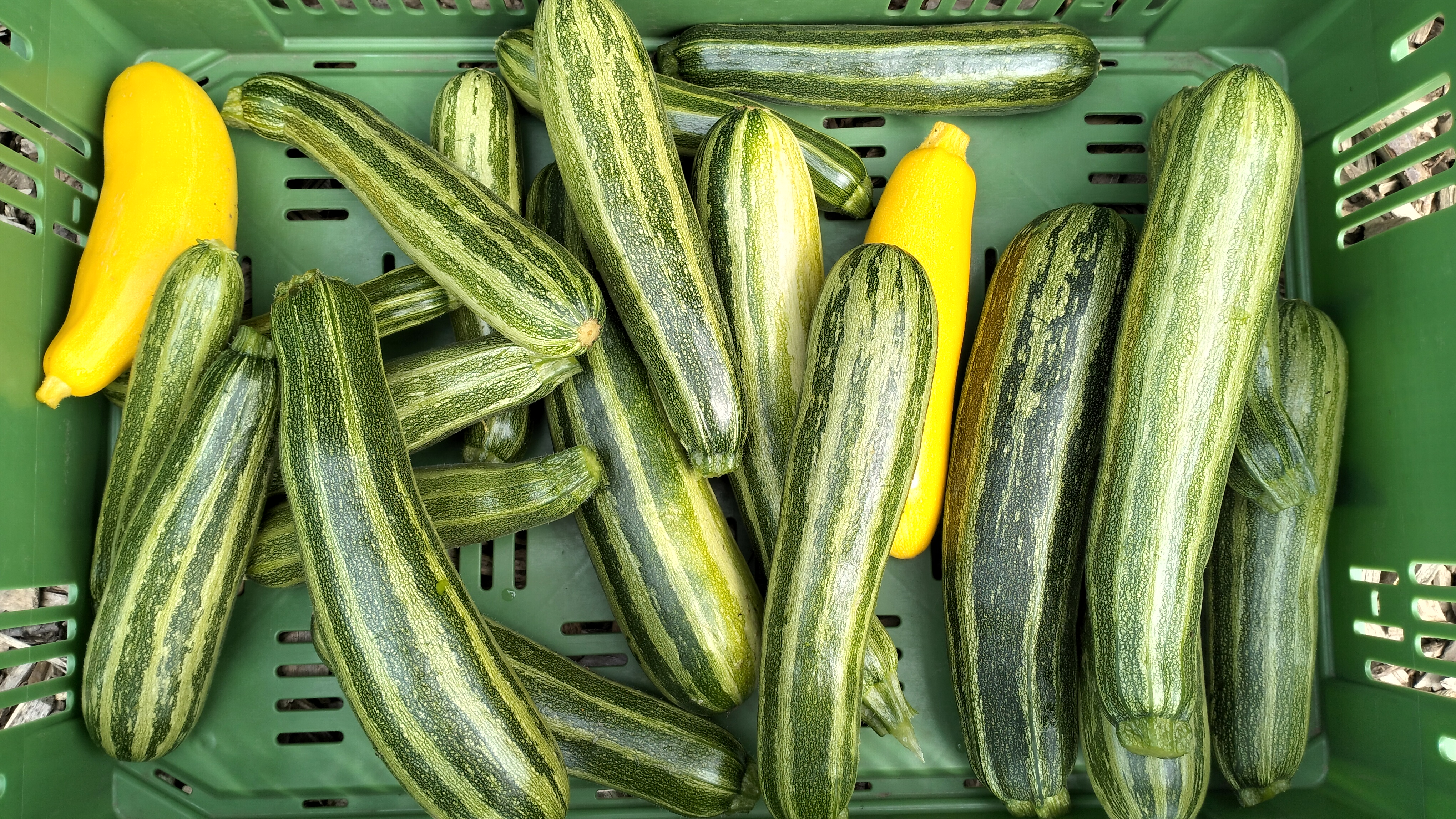 Gelbe Zucchini (nach Gewicht in 100g Schritten)