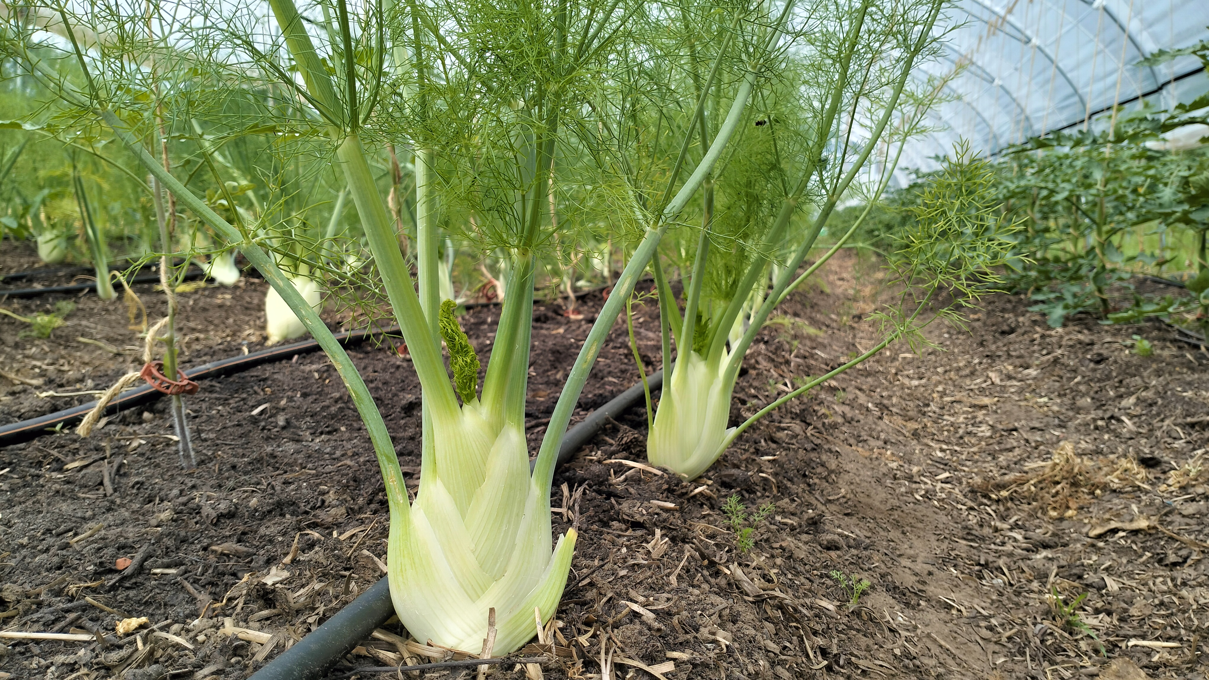 Fenchel